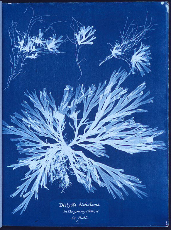 Anna Atkins: «Algae», Quelle: Wiki Commons.